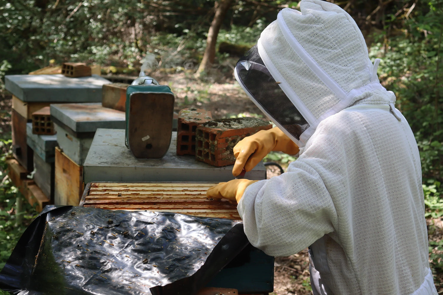 Photo d'aurélie qui s'occupe de ses abeilles